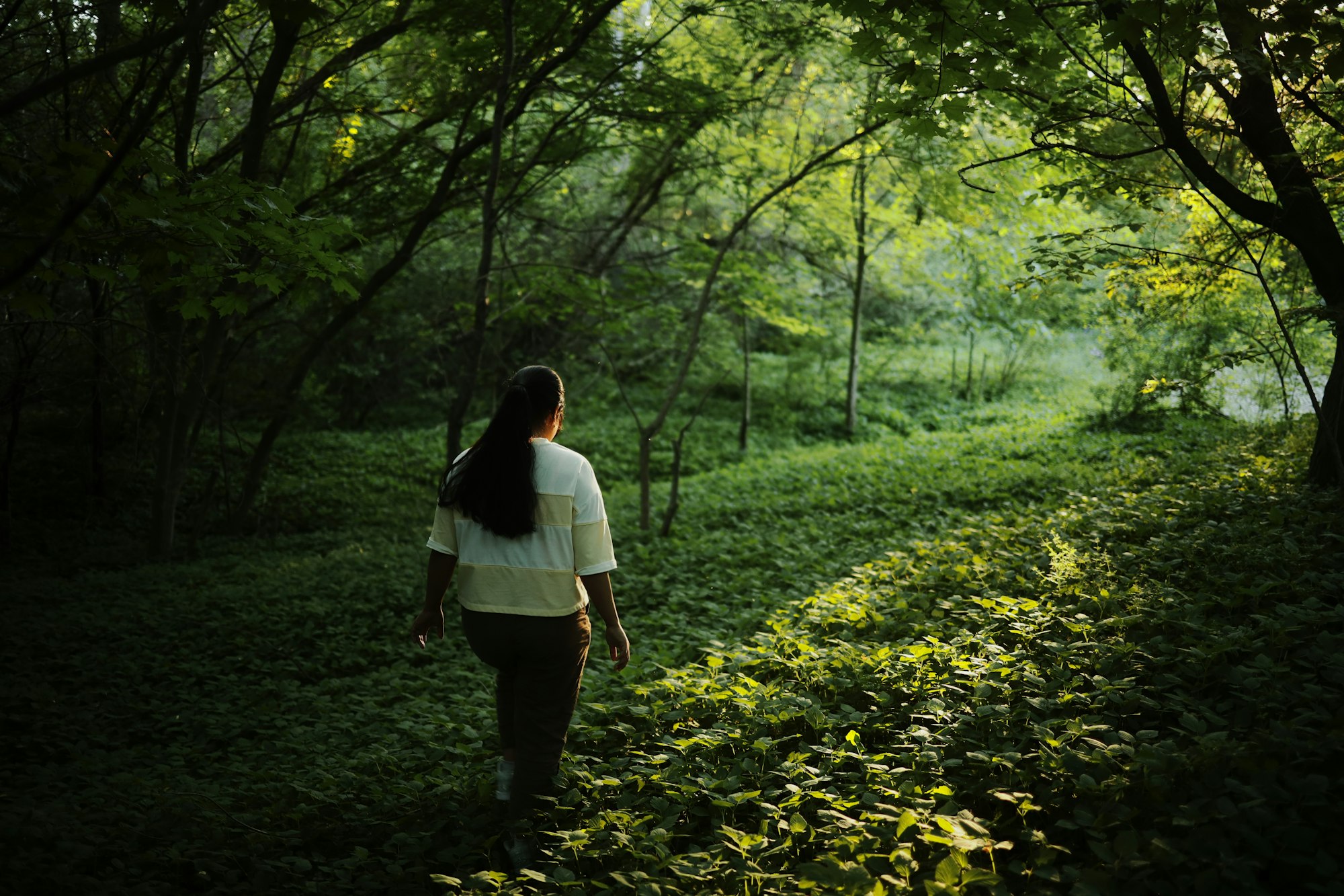 A sun-dappled path through a quiet forest