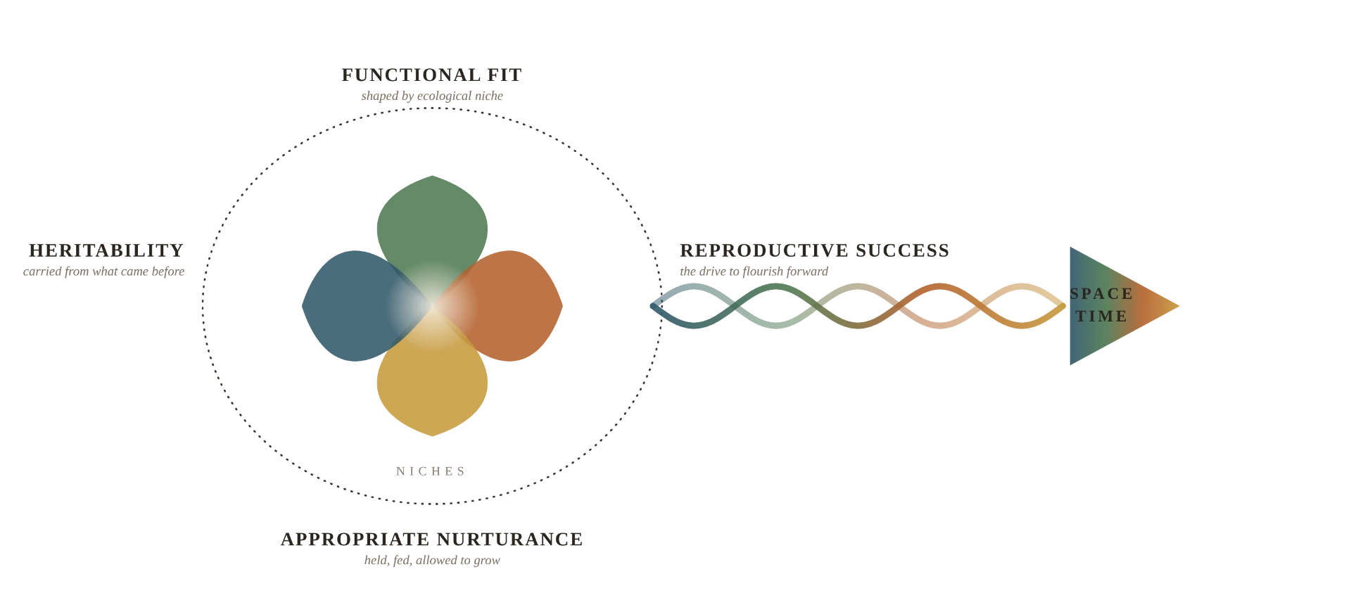 Diagram: four petals — Heritability, Functional Fit, Reproductive Success and Appropriate Nurturance — held within a dotted boundary marked Niches, and woven outward into Space and Time